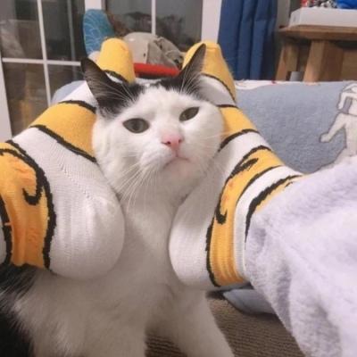 猫咪情侣头像一对搞怪霸气 付出了很多还是一无所有