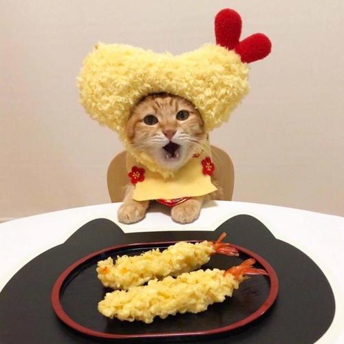 2020最火猫咪卖萌头像,动物头像图片-回车桌面