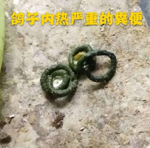 口腔发红,粪便条状绿色,吃食少,饮水多等症状