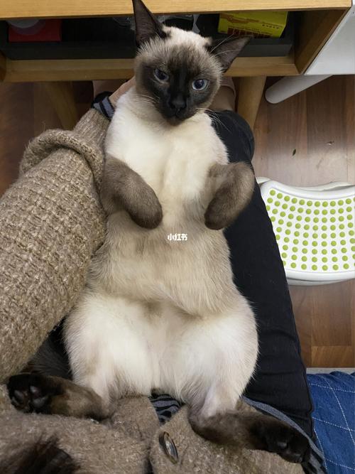 暹罗猫的可爱_暹罗猫_宠物_猫