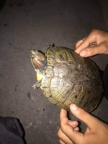 5斤巴西龟自己养的