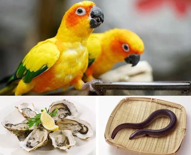 鸟吃什么食物?详解适合吃的