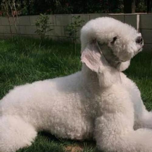 贝灵顿绵羊犬变色龙忍痛割爱可小刀