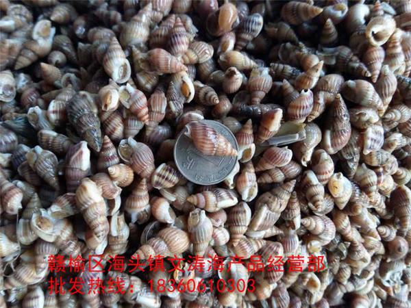 新鲜鲜活毛螺 尖角螺 毛罗 响螺 贝类 海鲜海产品批发 海.