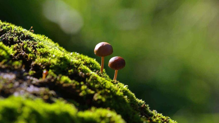 可爱小清新绿色草地高清壁纸