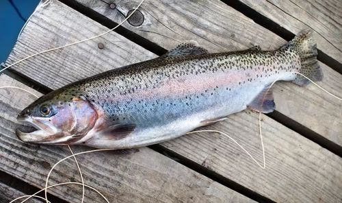 市场上1/3的"三文鱼"都来自青藏高原?真相竟然是.