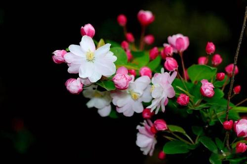 海棠花开古昌州