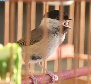红子鸟活体辈子鸟活体相思鸟活体绣眼鸟金丝雀活体金丝雀黄卷毛