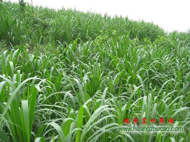 新型皇竹草种植技术(上)_皇竹草种植_端丰甜象草