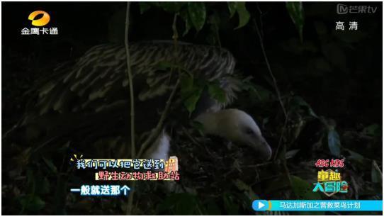 abc kids《童趣大冒险》:部落神鸟现真身