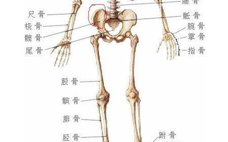 髋骨在哪个位置