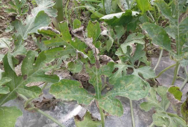 西瓜霜霉病怎么治?