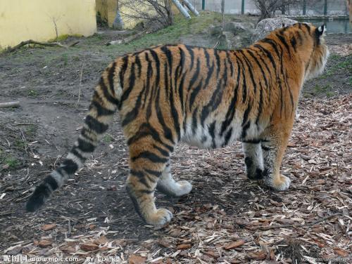 老虎的尾巴像什么?博斗时可以?