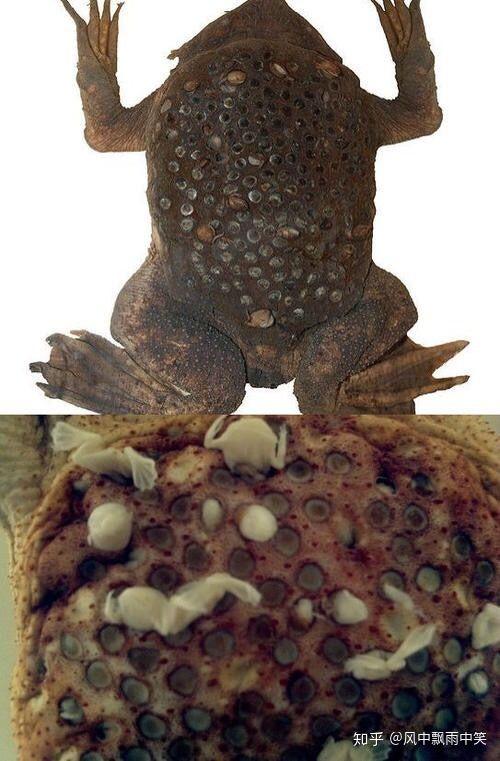 有点恶心 但是你们还是看了对不对