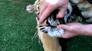 原创网友试了一下"虎口拔牙",没想到拔出牙齿时,老虎却懵了