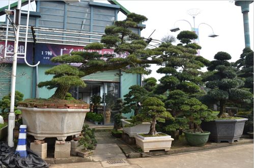 萧山花木城树盆景01