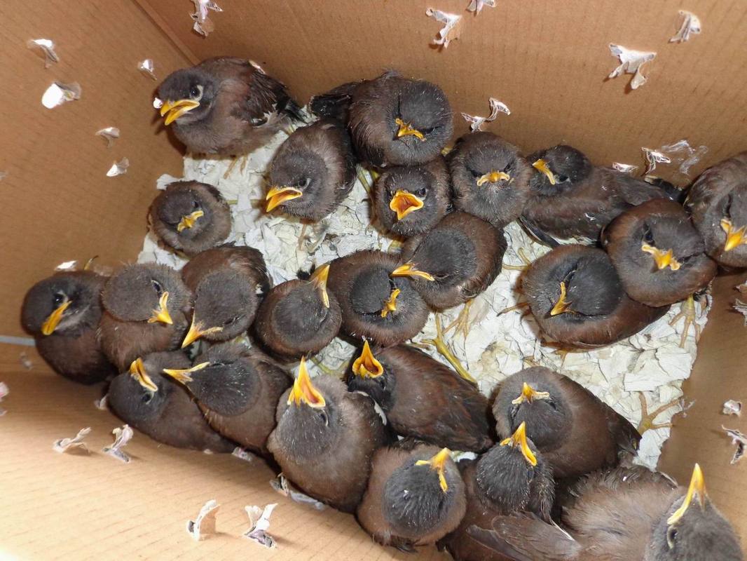 八哥幼鸟雏鸟_海南八哥幼鸟_海南八哥鸟幼鸟_ 越南