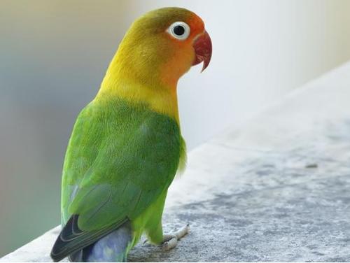 如何养牡丹鹦鹉,掌握这些经验,会带来很好的效果