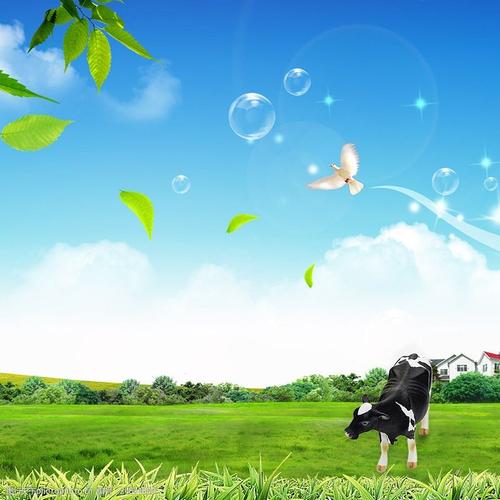 草原奶牛背景主图