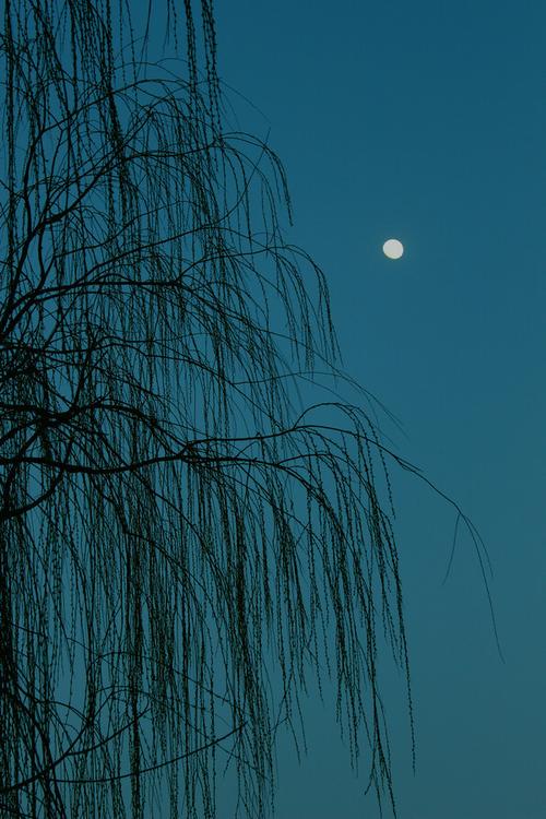 月上柳梢头