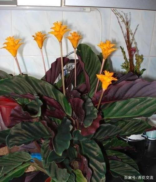 特容易开花的黄苞竹芋,能开火焰般的花,养树荫下都没