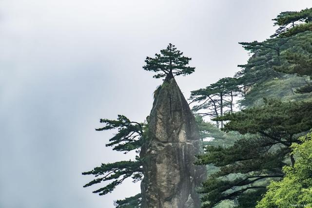 黄山松传奇——这棵奇松该叫"梦笔生花"还是"妙笔生花"