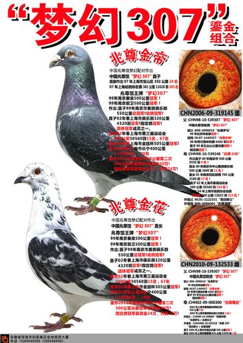 苍白骑士王牌"梦幻307"组合_安徽和平鸽舍_ ag188.com