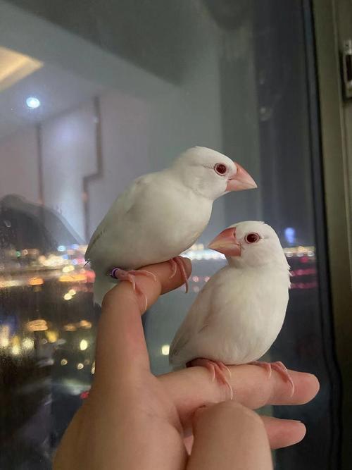 红眼手养文眼白崽幼文鸟幼雏鸟文雏鸟陀文银文灰文鸟