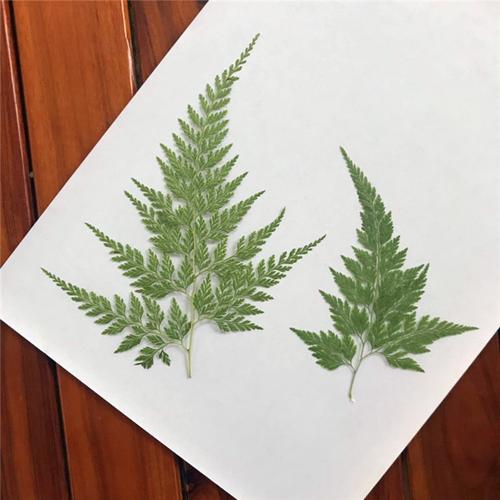 天然乌蕨植物标本 客厅装饰植物 幼儿园手工贴画学生