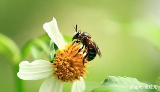 隧蜂:《昆虫记》中曾记载