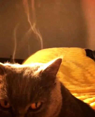 年度大戏烤火的猫咪正在热映,头上冒烟,胡须烤卷……哈哈哈我怎么这么