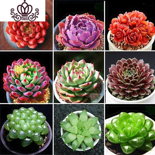 封后多肉花卉盆载多肉植植物组合盆栽精品多肉红宝石桃蛋植物盆栽室内