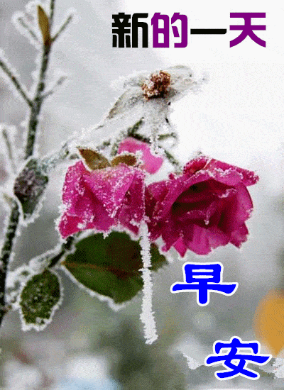 正月初九最新早上好表情包大全虎年愉快幸福久久事事如意