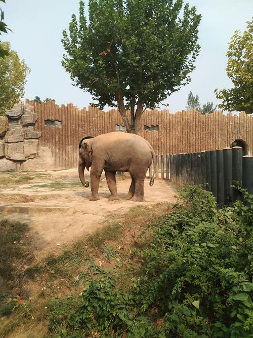 滨州中海小学2018级4班济南野生动物园研学