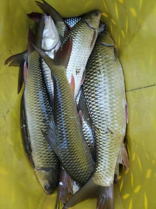 野钓大鲮鱼全纪录,攻略以及技巧分享,附自制饵料配方