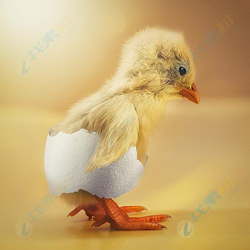 趣味可爱破壳小鸡高清图片下载