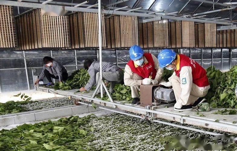 不远处的智能养蚕大棚里,大功率空调,自动遮阳网,加湿器等设备正在