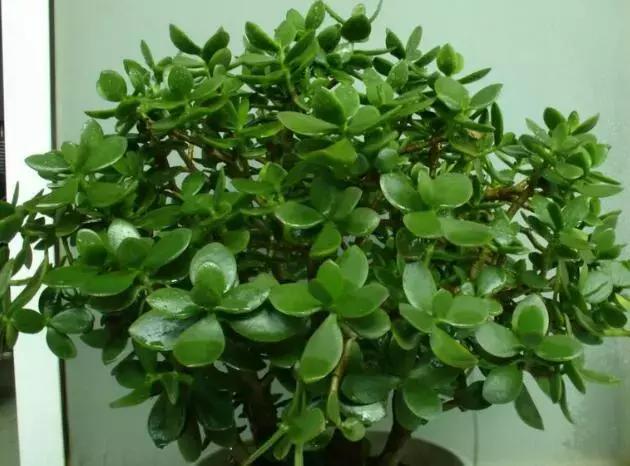 燕子掌和玉树太像了,老是分不清?