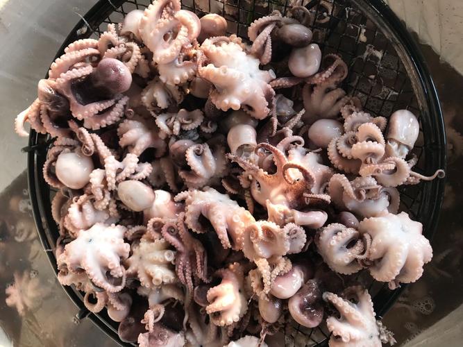 熟冻八爪鱼 全国海鲜批发 野生章鱼 新鲜短脚 八爪鱼 去内脏