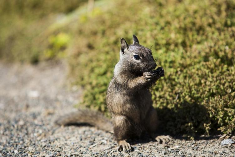 ground squirrel