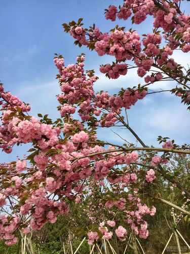 绵阳樱花谷花团锦簇,雷凌车主回忆春暖花开