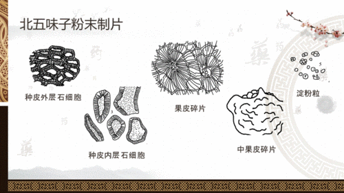 3果实,种子类中药显微鉴定(北五味子).pdf 6页