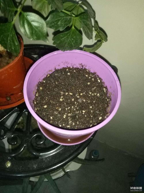 樱花送进口种球套装(禁止晒图)-菇凉de点点滴滴