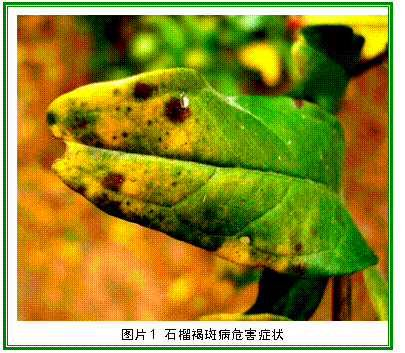 文本框: 图片3 石榴褐斑病危害症状