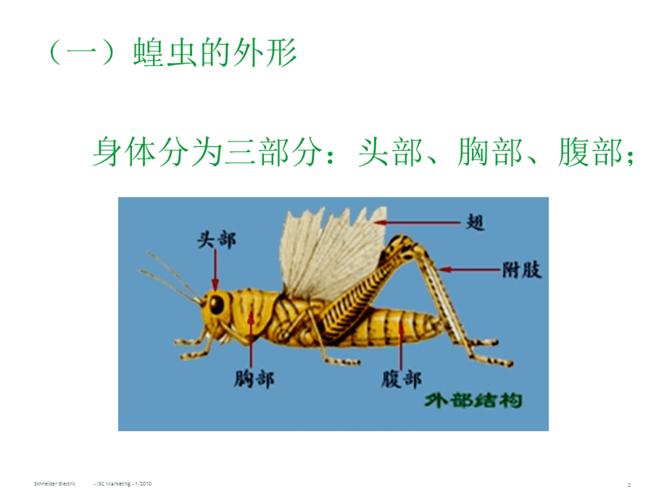 实验:蝗虫的解剖