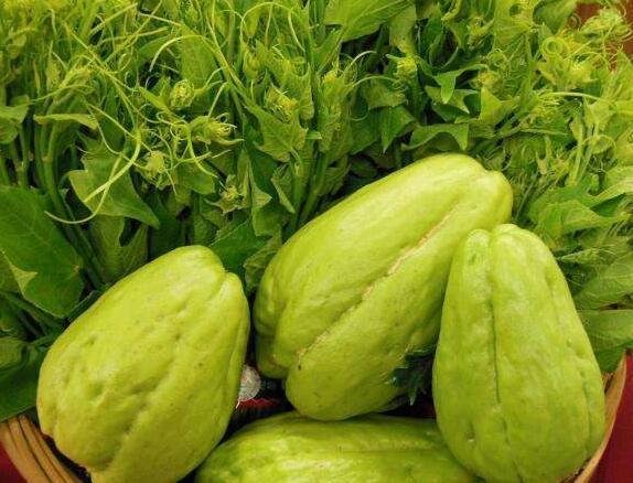 农村最高产的瓜,一株能结几百个,既是蔬菜也是水果,你