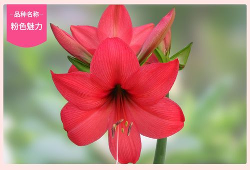 圣茵朱顶红 进口朱顶红单瓣种球 粉色魅力