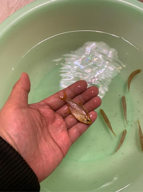 黄金可卡灯鱼已出