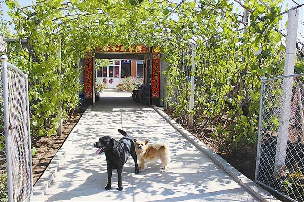 农家小院成风景