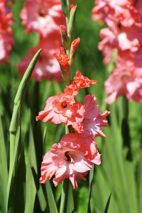 首发〕剑兰迎春(二)